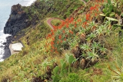 Paysage typique de Madère