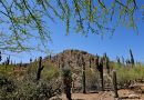 Scottsdale-Arizona : le Monde est un cactus