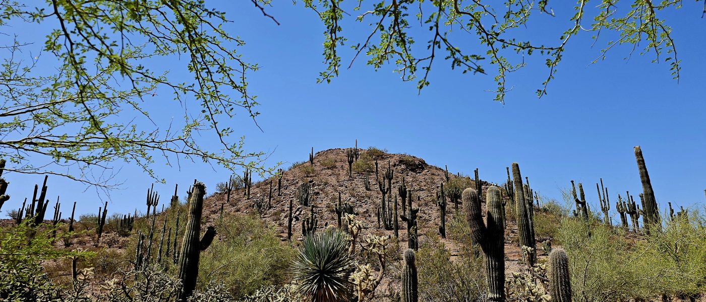 Scottsdale-Arizona : le Monde est un cactus