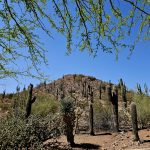 Scottsdale-Arizona : le Monde est un cactus