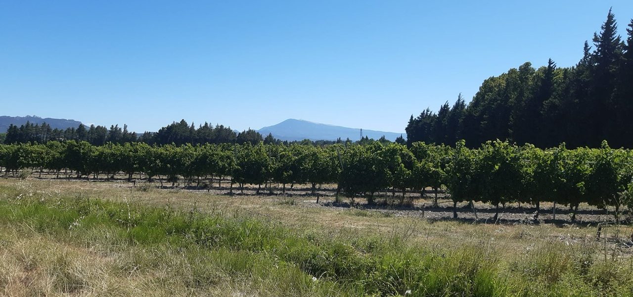   Auprès de mon arbre, je vivrai heureux 