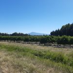   Auprès de mon arbre, je vivrai heureux 