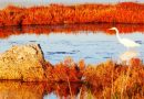 Protégé : Camargue ensorcelante