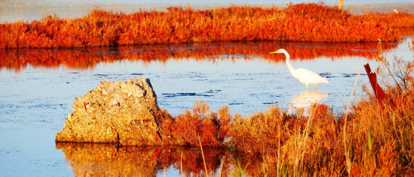 Protégé : Camargue ensorcelante Protégé : Camargue ensorcelante