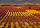 Les  majestueuses Routes des Vins en Terre de Rioja    