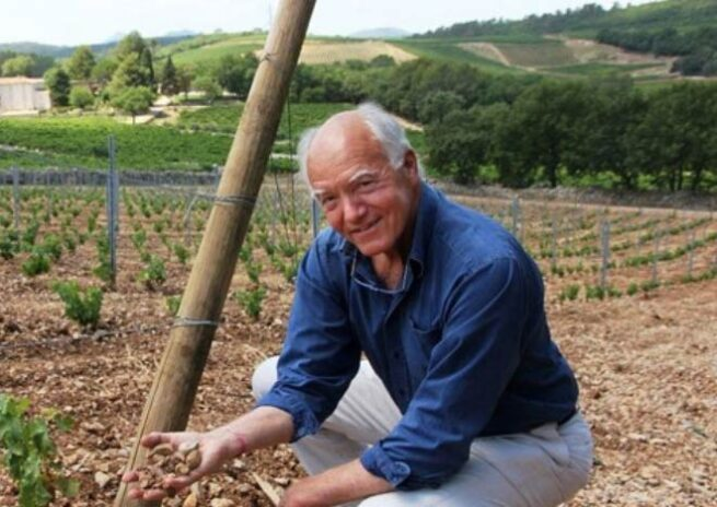 Des vignes à l’ombre d’un grand chêne. Le Château Bellini.